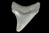 Juvenile Megalodon Tooth - Georgia #101392-1